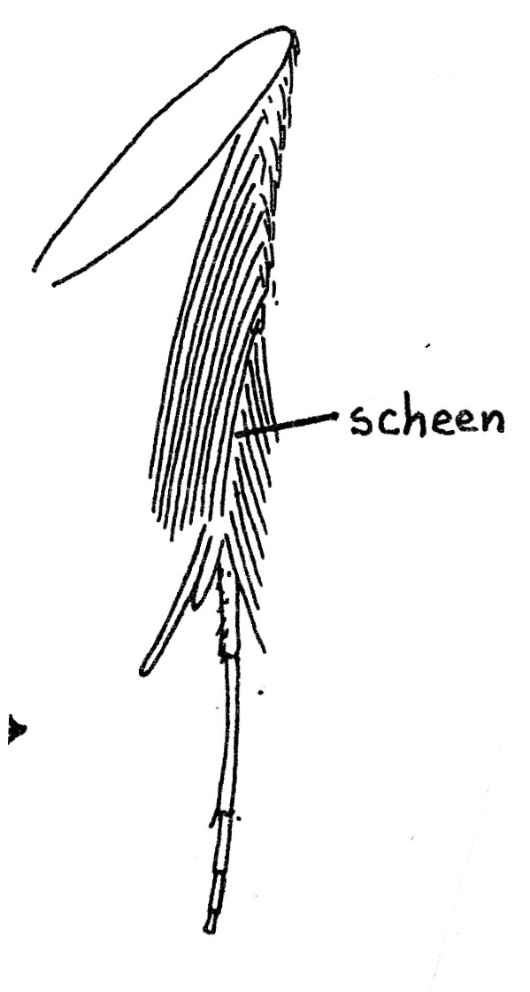 Achterpoot van Phyllonorycter maestingella (Gracillariidae).